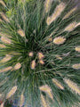 Lampenpoetsergras - Pennisetum alopecuroides 'Hameln'