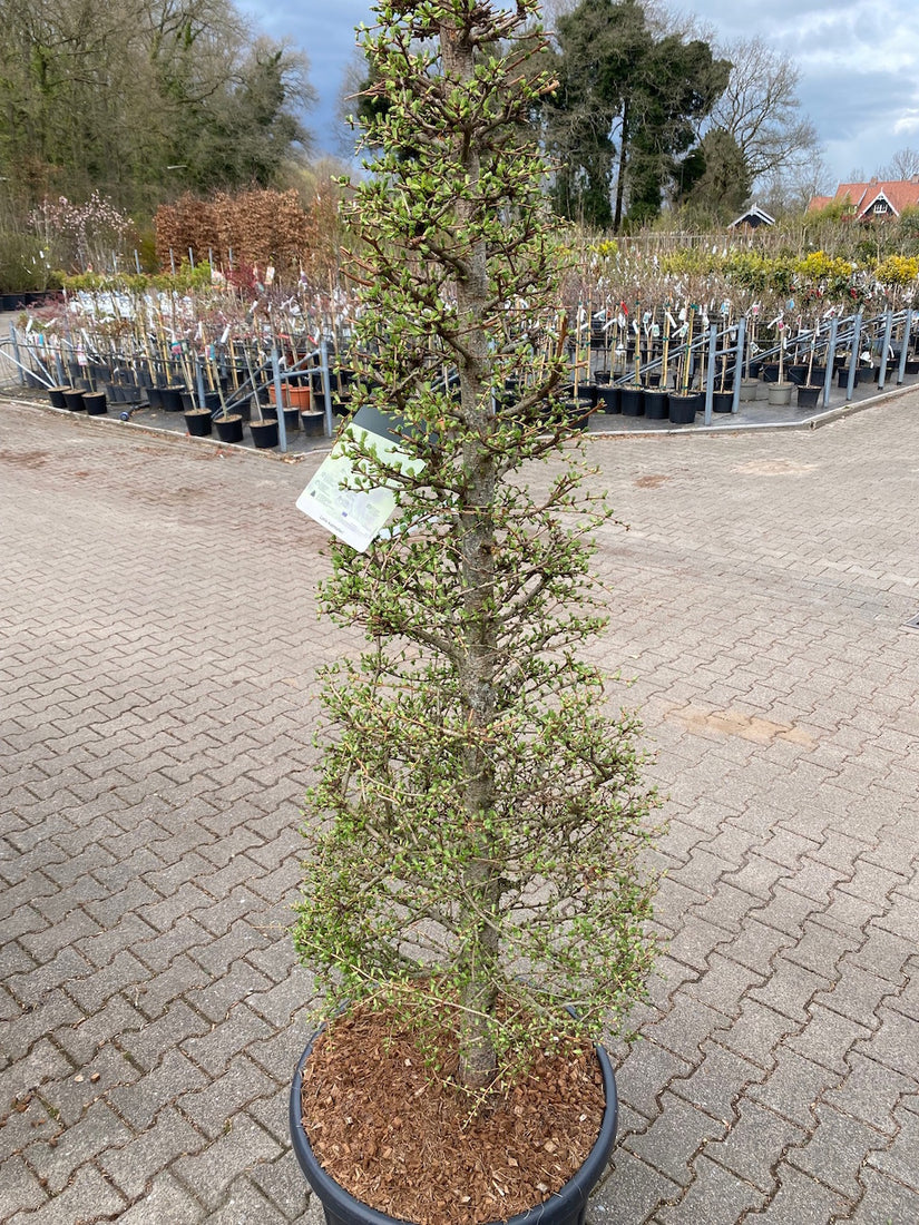 larix-kaempferi.jpg