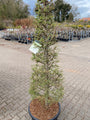 larix-kaempferi.jpg