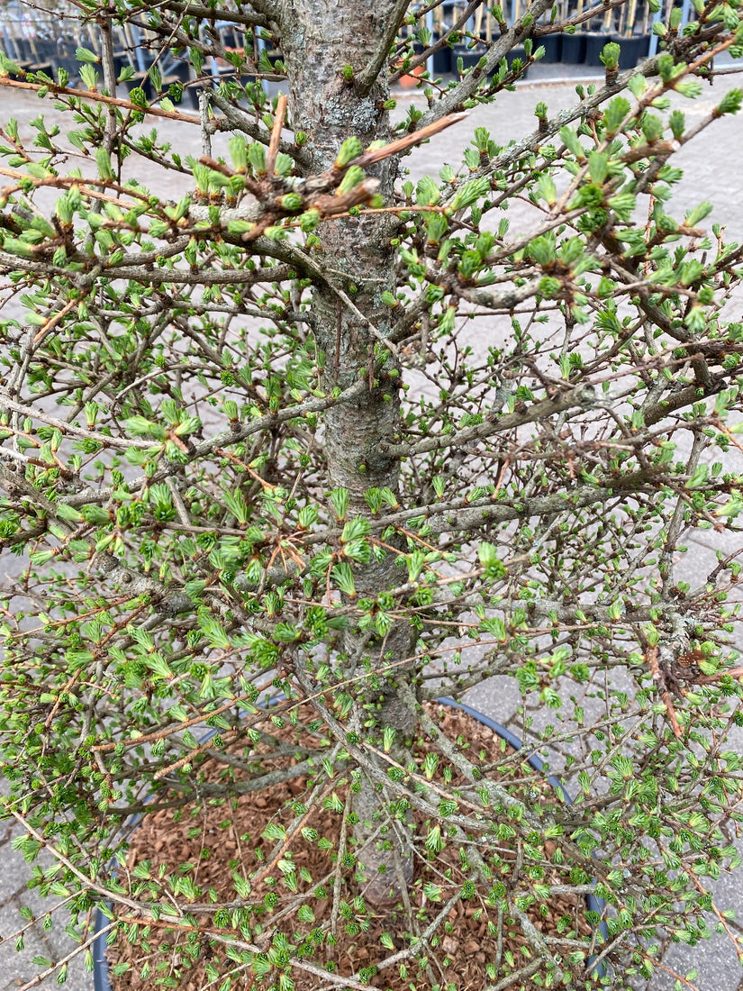 larix kaempferi