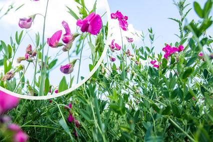 Aardaker - Lathyrus tuberosus