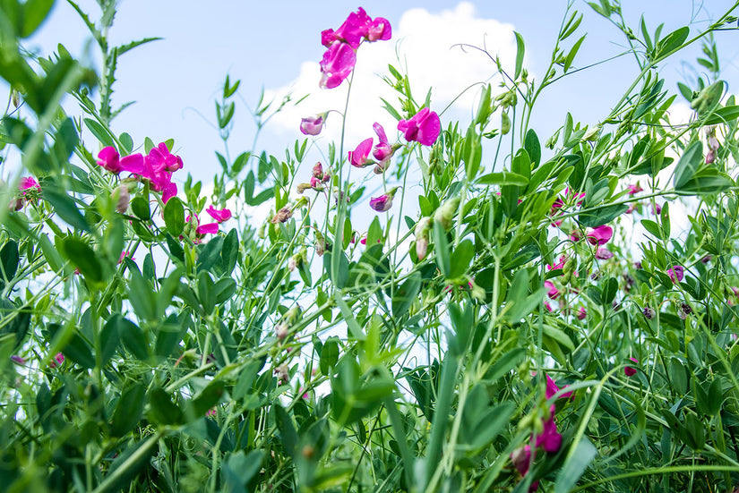 Aardaker - Lathyrus tuberosus - Inheemse plant