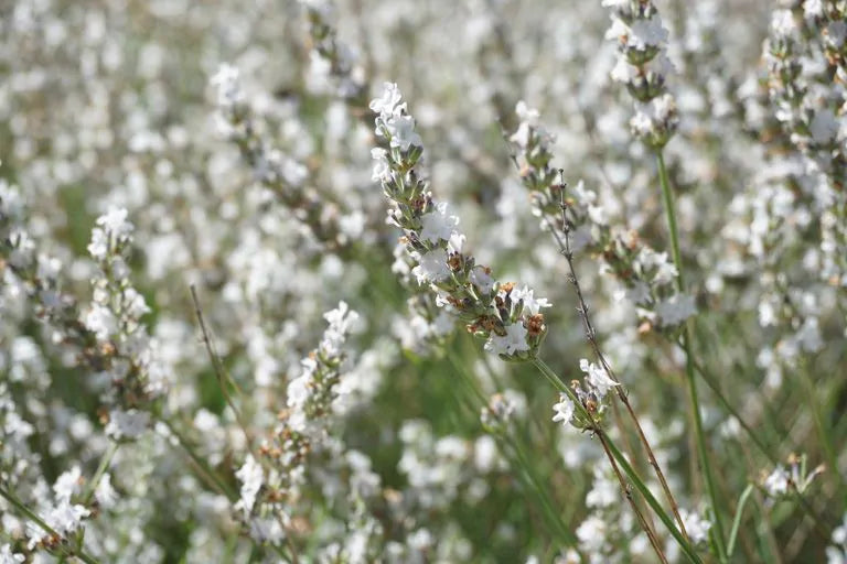 lavandula intermedia edelweiss bloei