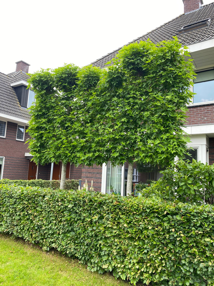 lei amberboom (foto juni) met groene fagus lage beukenhaag