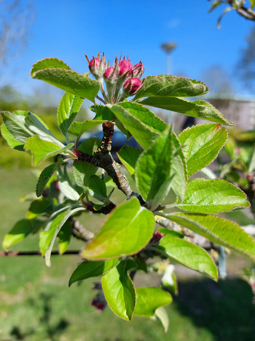 Lei appel in de knop