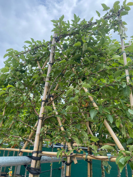 Lei Sierappel Malus Evereste - Leiboom