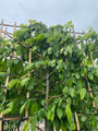 lei beuk carpinus betulus met mooie vorm en kleur blad