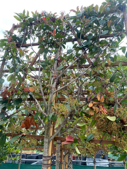 Lei glansmispel - Photinia fraseri leiboom