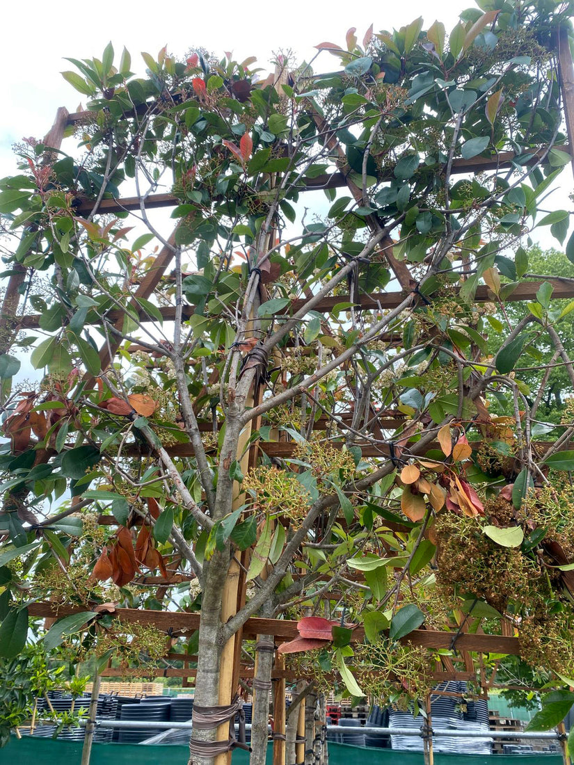 Lei glansmispel - Photinia fraseri leiboom