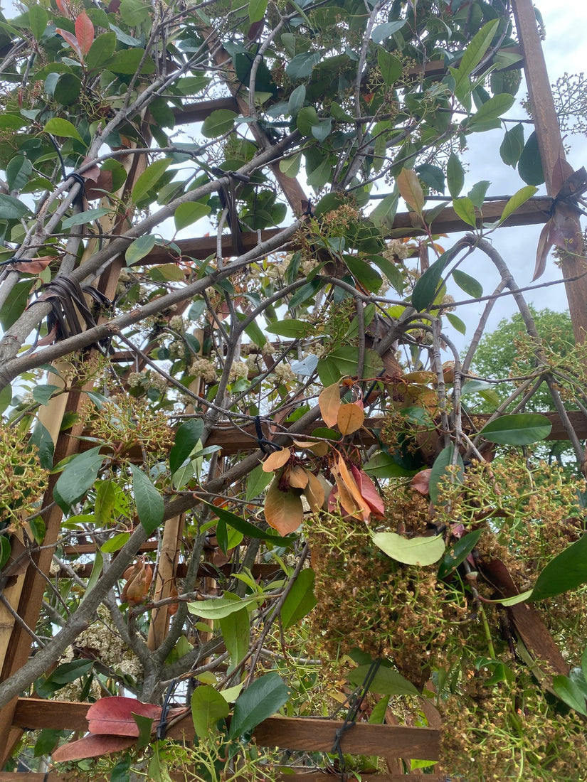 Lei glansmispel photinia Red Robin