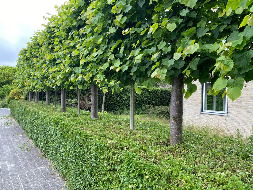 leilinde bomen op hoge stam met lage ligusterhaag (wintergroen)