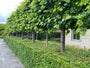 leilinde bomen op hoge stam met lage ligusterhaag (wintergroen)