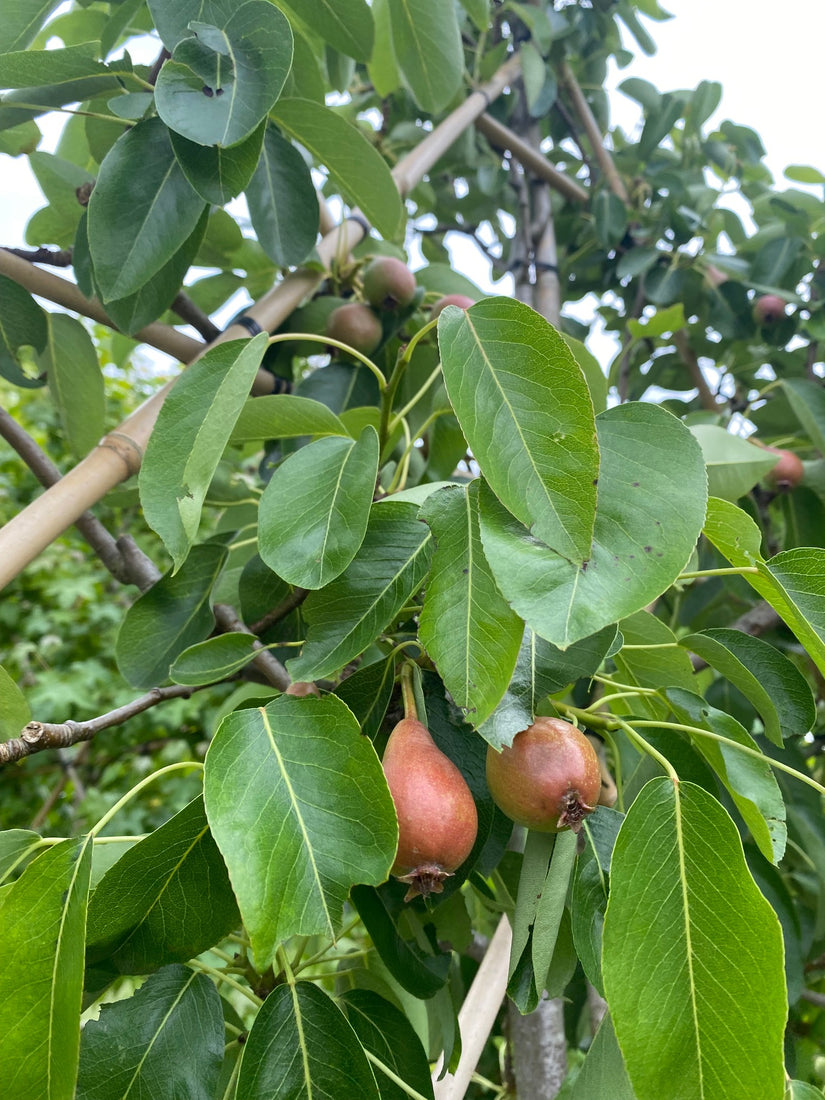 leipeer-pyres-eetbare-peren.jpg