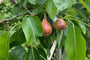 Perenboom - Pyrus communis 'Doyenne du Comice'