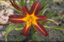 1 x Daglelie - Hemerocallis 'Autumn Red' 