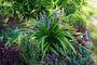 leliegras-moneymaker-liriope.jpg