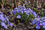 leverbloempje-Hepatica-nobilis.jpg