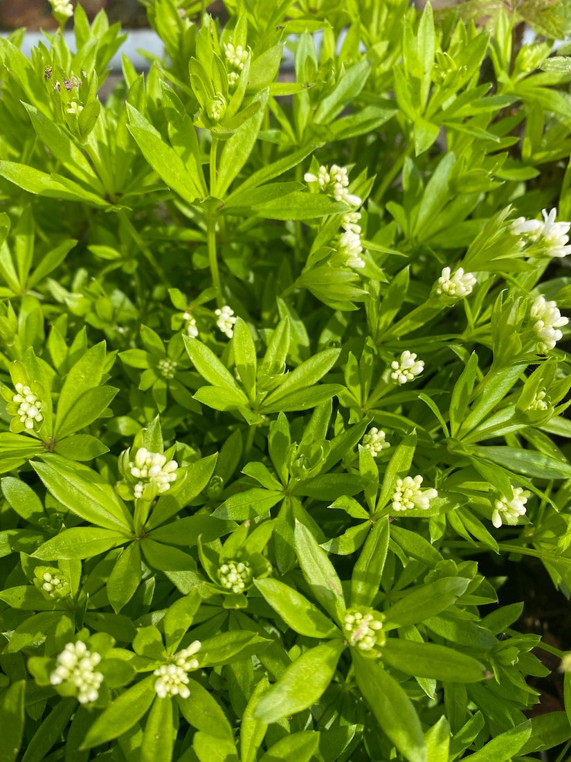 lievevrouwebestro de ultieme schaduwplant voor de tuin