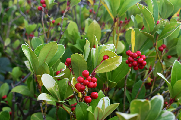 Liegender Bergtee, Gaultheria procumbens gemahlene Pflanze mit Beere