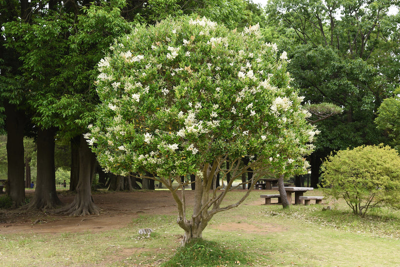 Chinese liguster - Ligustrum lucidum