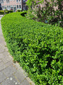 Liguster - ligustrum vulgare 