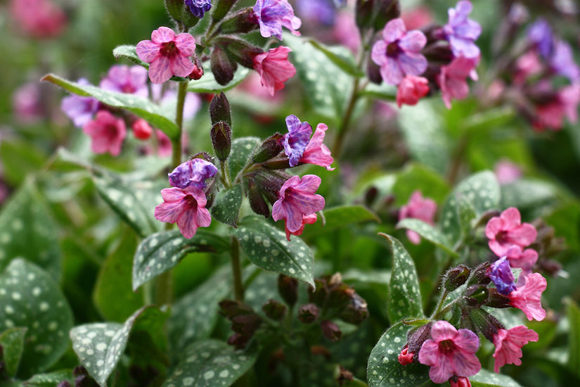 longkruid-Pulmonaria-Saccharata-Pink-Dawn.jpg