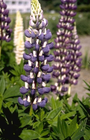 Lupine - Lupinus 'The Governor'