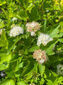 Sneeuwbalspirea - Physocarpus opulifolius 'Luteus'