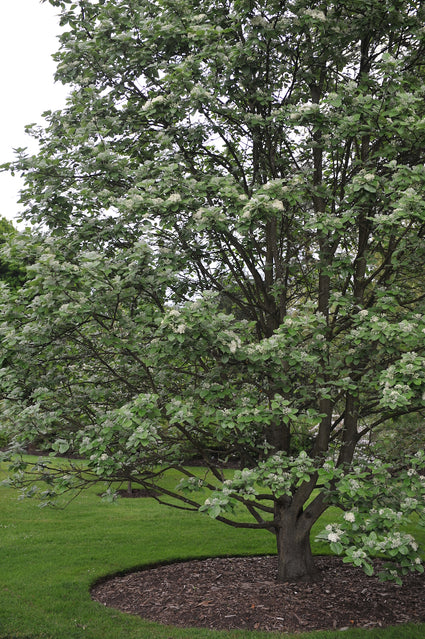 Meelbes boom - Sorbus aria