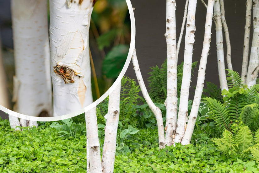 Witte Himalayaberk Betula utilis jacquemontii (meerstammig)