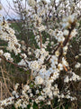 Meidoorn - Crataegus persimilis 'Splendens' in bloei