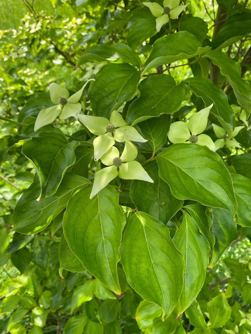 milky way cornus bladeren en bloemen