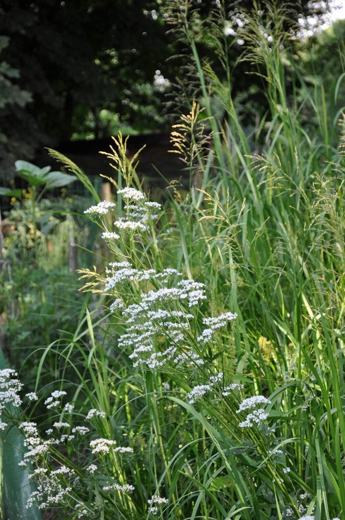 Moerassperia - Filipendula ulmaria