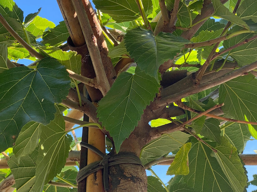 moerbeiboom-zonder-vruchten-blad-detail.jpg