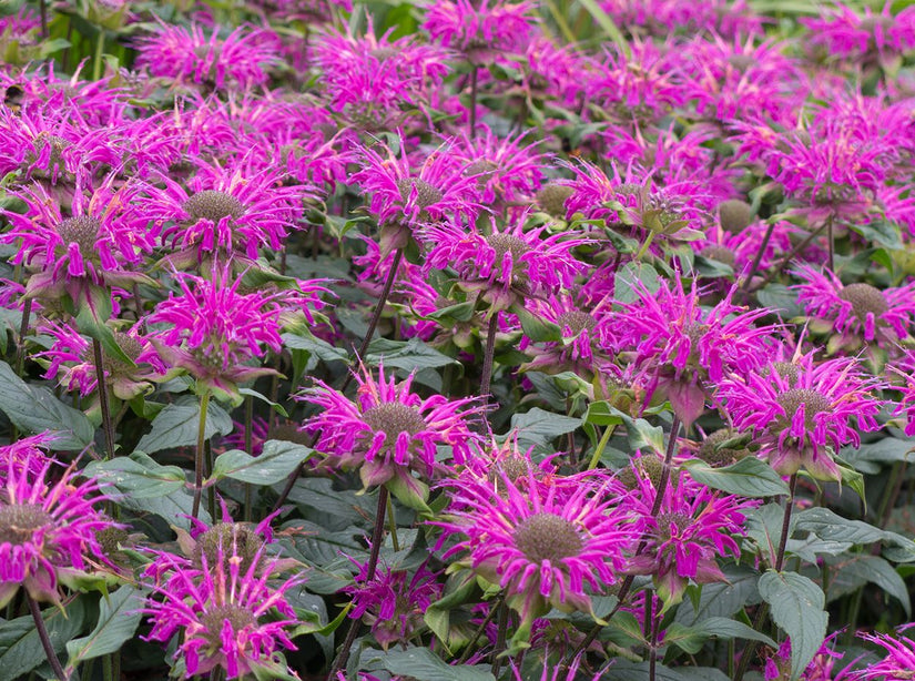 Biologische Bergamotplant - Monarda 'Prärienacht'