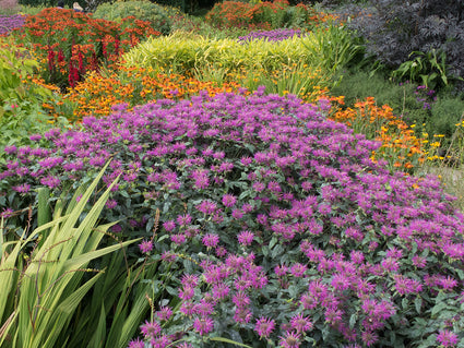 Border met Bergamotplant - Monarda 'Prarienacht'