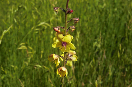 Mottenkruid - Verbascum blattaria - inheemse vaste plant