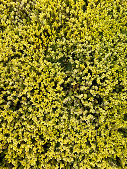 muurpeper-Sedum-acre-Yellow-Queen.jpg