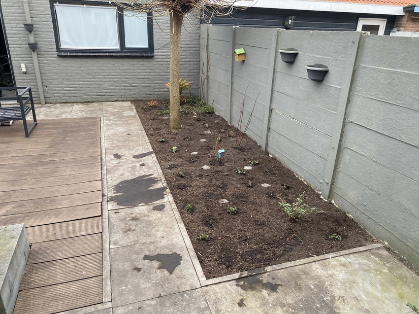 8 m2 borderpakket Lennart - Aanplanting in Maart (zie volgende foto voor resultaat na 2 maanden)