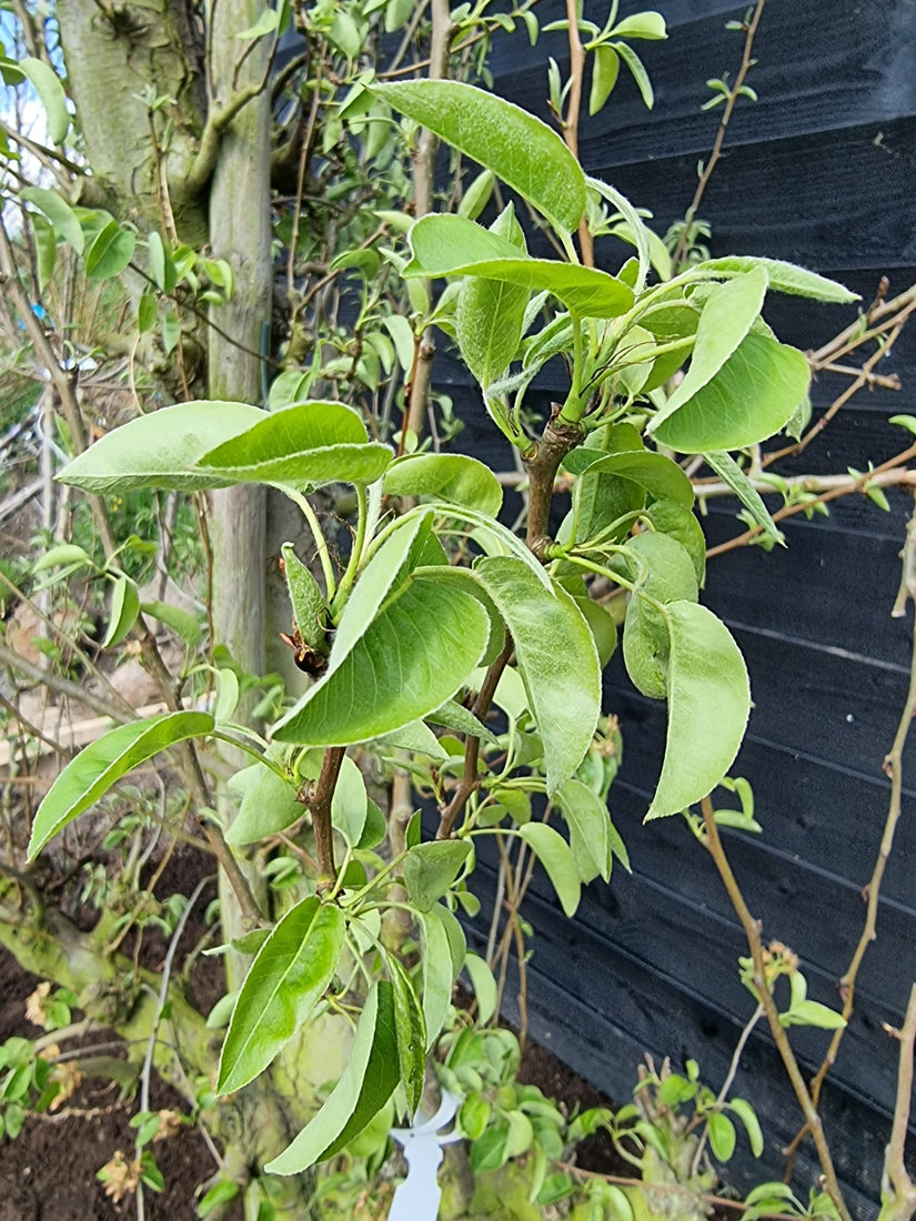 Naast hoge fruit opbrengst ook een prachtige sierwaarde in de tuin