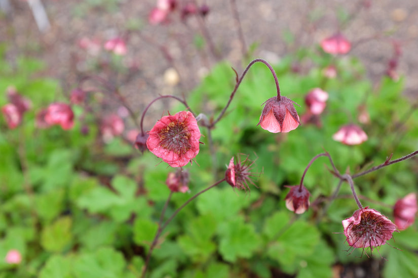 nagelkruid-geum-rivale.jpg