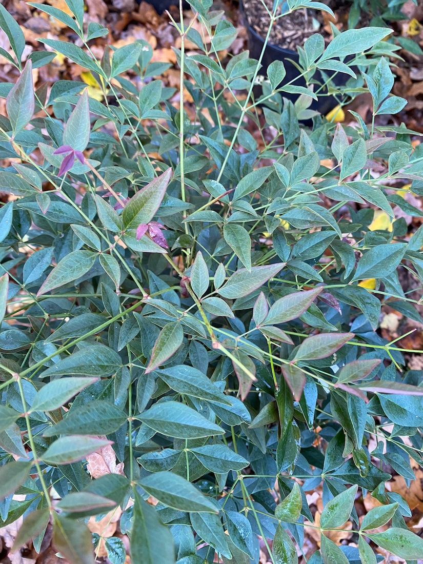 Nandina domestica obsessed 