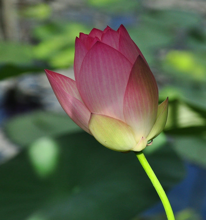 Lotus Nelumbo nucifera