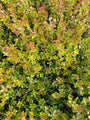 nitida-scoop-lonicera.jpg