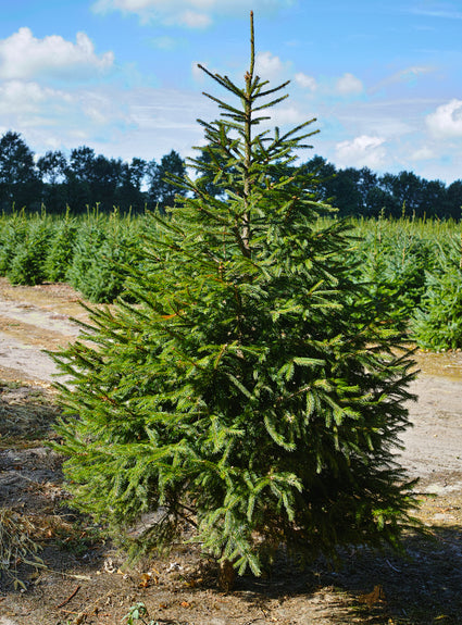 nordmann-kerstboom.jpg