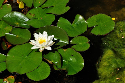 Nymphaea Alba