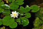 Nymphaea Alba