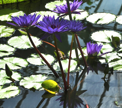 Nymphaea Director T. G Moore