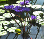 Nymphaea Director T. G Moore