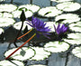 Nymphaea Director T. G Moore